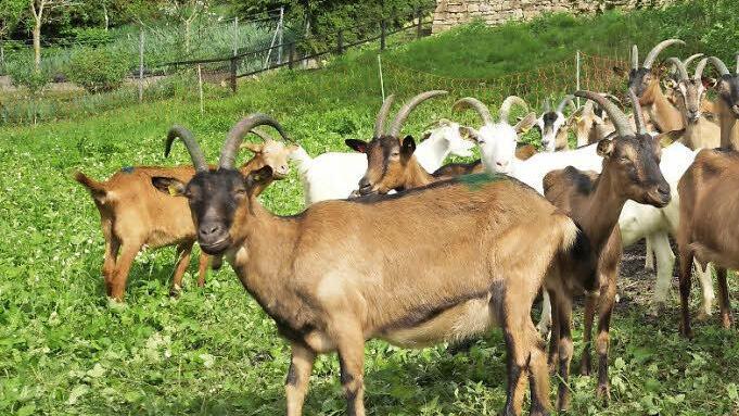 Über den Einsatz von Ziegen an der Steige wird weiter diskutiert.  Foto: Arkadius Guzy/Archiv