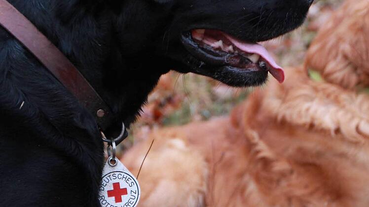 Labrador "Ayk" trägt die Marke des BRK am Halsband. Foto: Carmen Schmitt