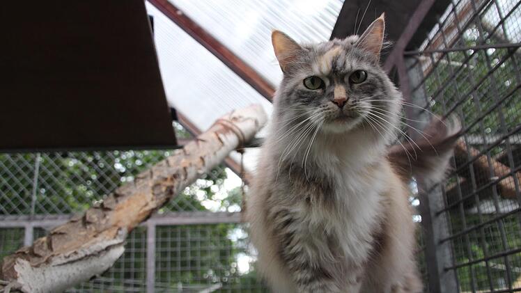 Katze Loona ist schon lange im Tierheim. Rudel