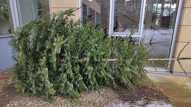 Weihnachtsbaum-Entsorgung im Landkreis Bayreuth: So geht es richtig