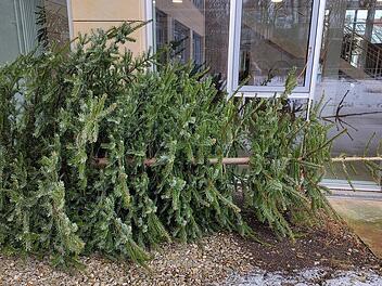 Weihnachtsbaum-Entsorgung im Landkreis Bayreuth: So geht es richtig