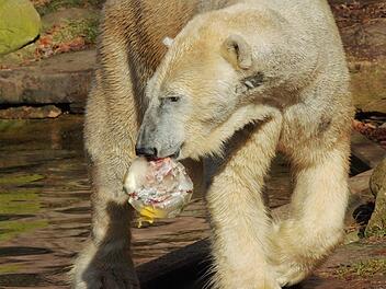 Eisbärin Vera mit einer Eisbombe, die es zu allen Jahreszeiten gibt. So ein Eisbatzen mit Fischinhalt soll nicht nur Abkühlung bringen, sondern die Eisbären auch beschäftigen. Foto: Helmut Mägdefrau
