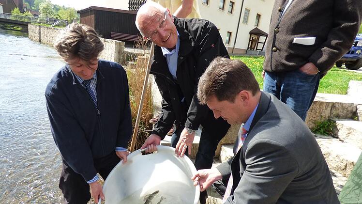 Fischereibeirat Thomas Speierl, Bezirkstagspräsident Günther Denzler und Pottensteins Bürgermeister Stefan Frühbeißer setzen junge Äschen in die Püttlach an der Fronfeste in Pottenstein ein. Foto: Thomas Weichert
