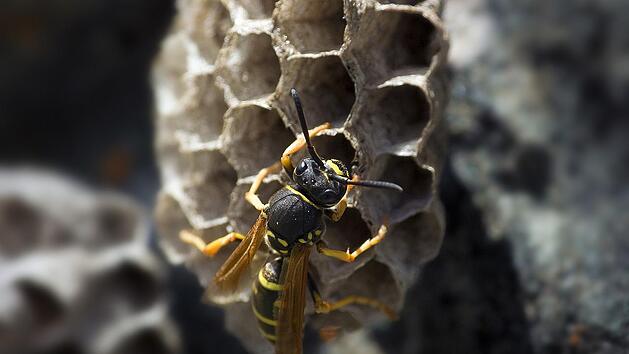 Wespen stehen unter Naturschutz und d&uuml;rfen nicht grundlos vertrieben, get&ouml;tet oder verletzt werden.