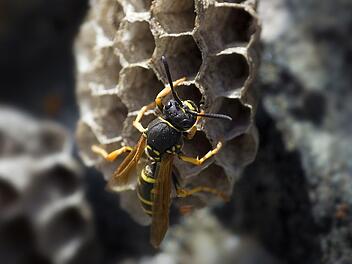 Wespen stehen unter Naturschutz und dürfen nicht grundlos vertrieben, getötet oder verletzt werden.