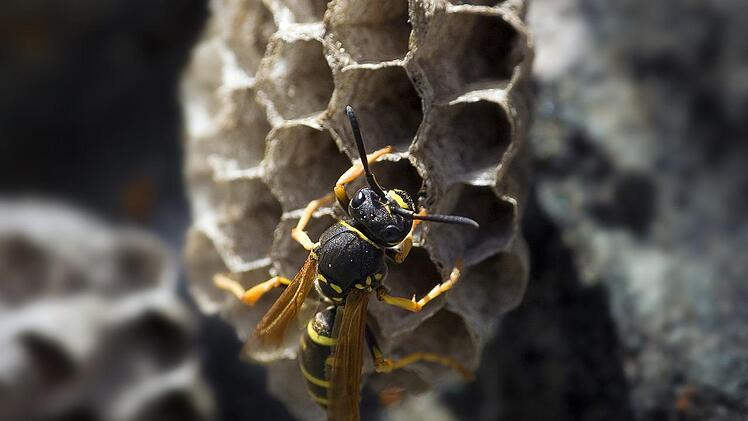 Wespen stehen unter Naturschutz und dürfen nicht grundlos vertrieben, getötet oder verletzt werden.