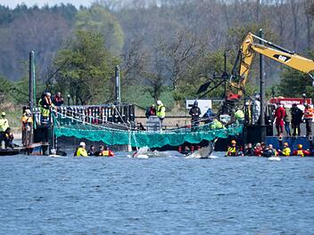Weitere Entwicklung zum Buckelwal in der Ostsee