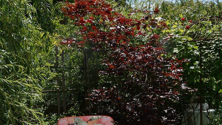 Impressionen aus dem Garten Michaelis in Schirradorf Foto: Dagmar Besand