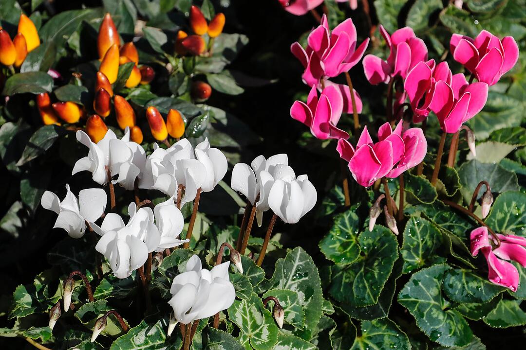 Rosen & Garten Messe Kronach im September