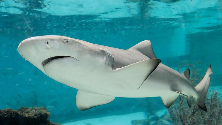 Platz 1 im Negativ-Ranking: Hakarl.