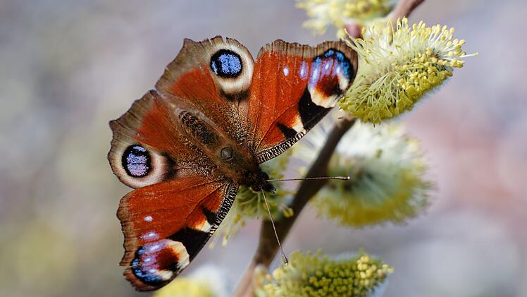 &laquo;Auf jeden Fall geh&ouml;rt das Wort Unkraut gestrichen&raquo;
