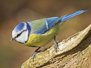 Nützlicher Insektenvertilger im Garten:die Blaumeise. Foto: imago/blickwinkel