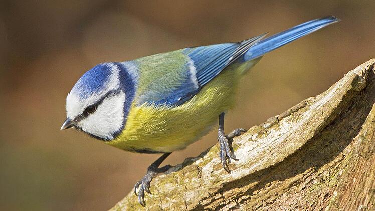 Nützlicher Insektenvertilger im Garten:die Blaumeise. Foto: imago/blickwinkel