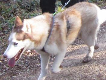 Große Hunde müssen in Stadtsteinach künftig an die Leine. Foto: Archiv/privat