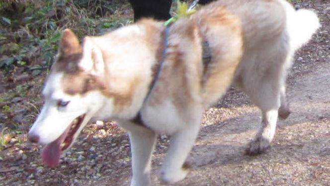 Große Hunde müssen in Stadtsteinach künftig an die Leine. Foto: Archiv/privat