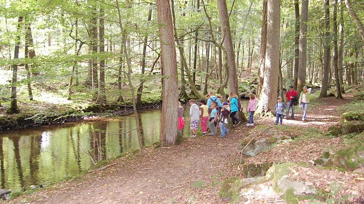 Durch dieses wunderbare und interessante Waldgebiet entlang der Thulba führt der neue Wanderweg "Extratour Thulbataler".