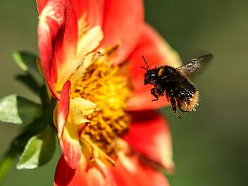 Hummel