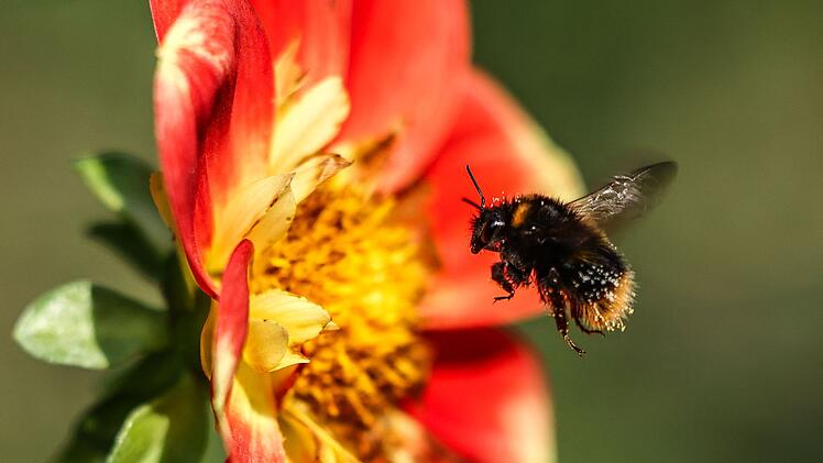Hummel