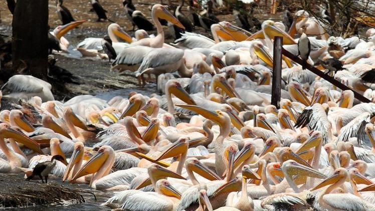 Unzählige Pelikane am Lake Nakuru. Günther Schneider