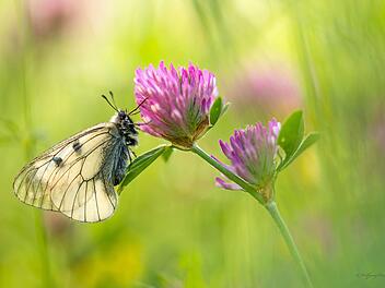 Aufnahme des Oberelsbacher Naturfotografen Wolfgang Omert. Er zeigt derzeit eine Ausstellung im Haus der Langen Rhön. Wolfgang Omert