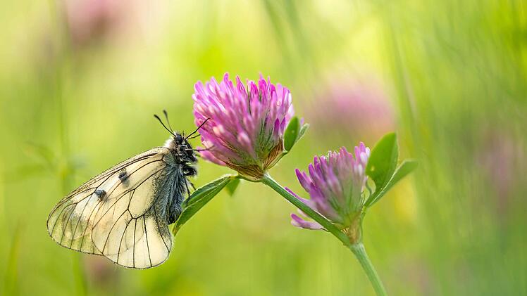 Aufnahme des Oberelsbacher Naturfotografen Wolfgang Omert. Er zeigt derzeit eine Ausstellung im Haus der Langen Rhön. Wolfgang Omert