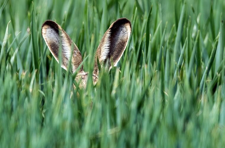 Darf ich mit meiner cousine schlafen