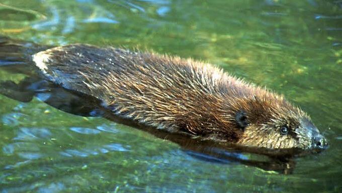 Auch die Biber im Klaushof werden in einem extra angelegten Teich schwimmen können.  Foto: Gerhard Schwab