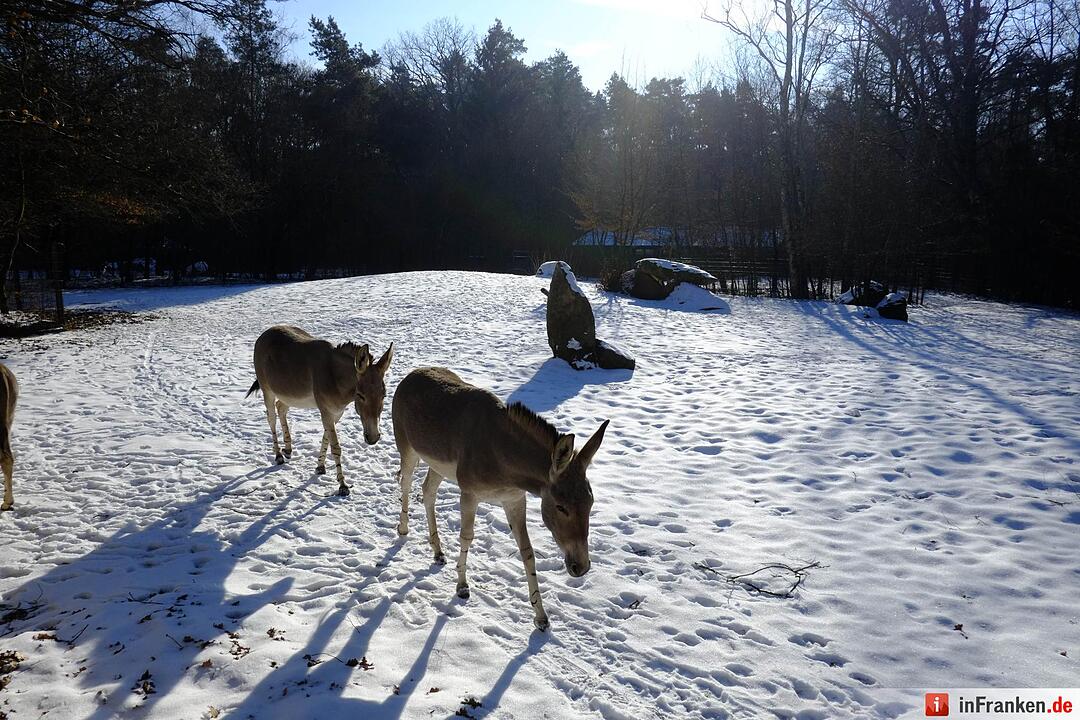 Tiergarten Nürnberg im Winter