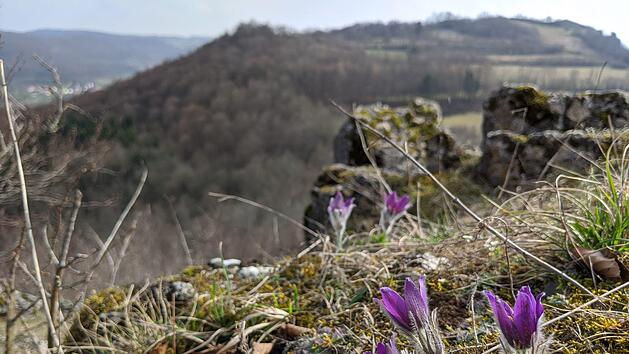 An der Ostseite des Ehrenb&uuml;rg- Plateaus bl&uuml;ht die seltene K&uuml;chenschelle: Ihr Vorkommen auf dem Walberla unterstreicht die Einzigartigkeit und die Bedeutung dieses Naturschutzgebietes mitten in Franken. Foto: Annelore Schneider