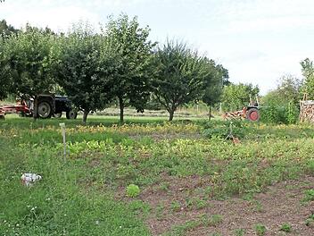 Die Nutzung der ans Baugebiet "Am Wald II" angrenzenden Wiese als Gem&uuml;segarten und die Lagerung landwirtschaftlicher Ger&auml;te ist f&uuml;r den Gemeinderat in Ordnung, doch die Bauvoranfrage auf Errichtung eines Schweinestalles hatte keinen Erfolg. Das geplante Baugebiet hat jetzt Planungsreife erlangt.