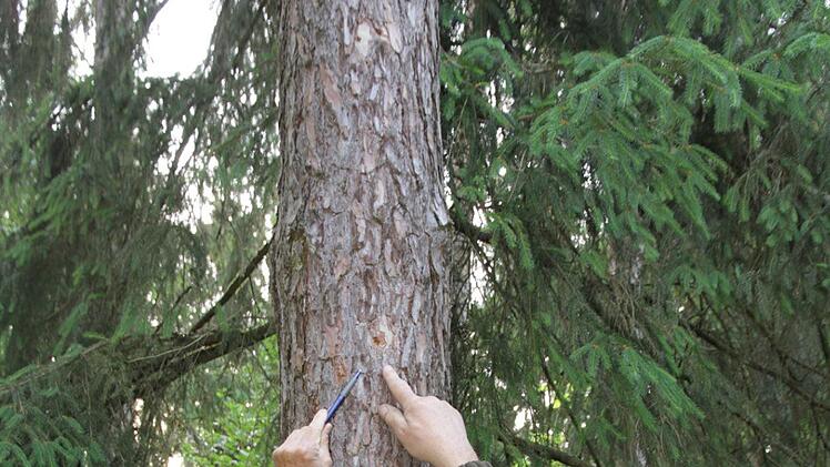 Erste Anzeichen für den Befall mit dem Blauen Kiefernprachtkäfer sind sind kleine Spechtabschläge.  Foto: Mathias Erlwein