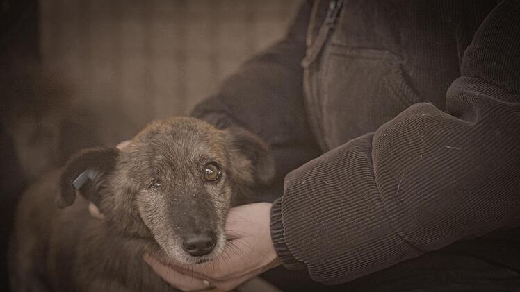 200 Euro werden in Rum&auml;nien f&uuml;r jedes gefangene Tier gezahlt.