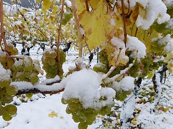 Silvaner im Schnee. Foto: Gerald Baldauf