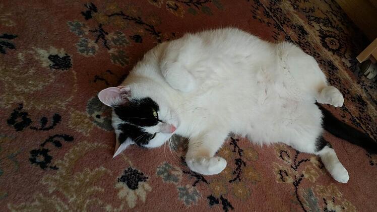 Die Katze von Nicole Beyer bekommt bald Erfrischung durch einen Ventilator