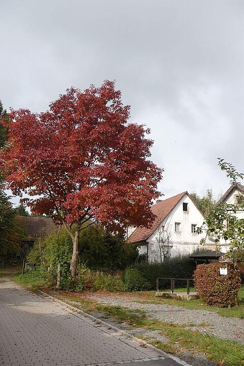 Baum in Schlömen