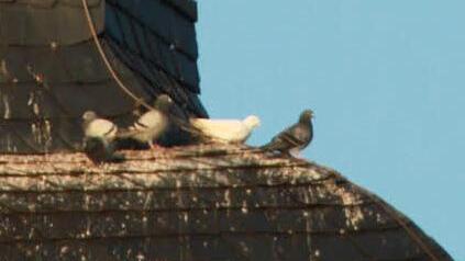 Der Stadtturm - beliebter Landeplatz für Tauben - zum Leidwesen der Passanten, die den Bürgersteig darunter benutzen. Foto: Matthias Einwag