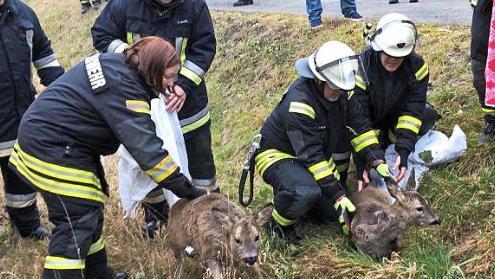 Die Feuerwehrleute entließen die Tiere wieder in die Freiheit.