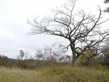 Totholz wie dieser alte Kirschbaum darf im Steinbruch stehen bleiben. Foto: Rainer Lutz