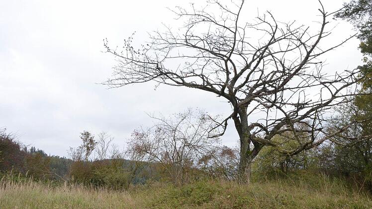 Totholz wie dieser alte Kirschbaum darf im Steinbruch stehen bleiben. Foto: Rainer Lutz