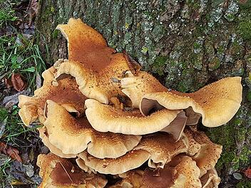 Dieses fast einen halben Meter hohe Prachtexemplar von Baumpilz wächst an  einem Baum am Rande eines Friedhofs der Marktgemeinde Maßbach. Foto: Dieter  Britz
