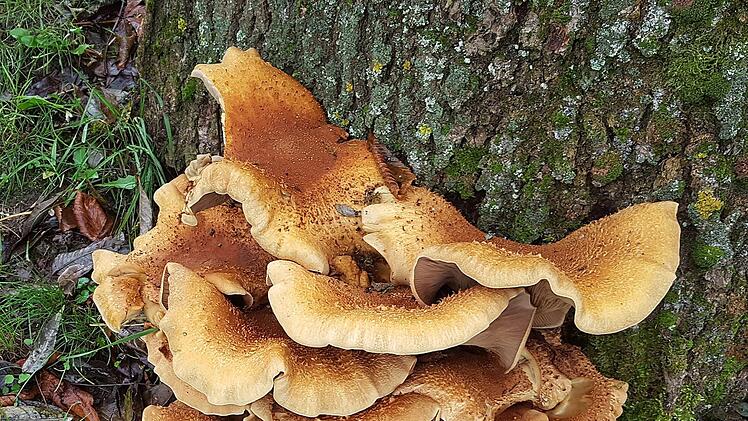 Dieses fast einen halben Meter hohe Prachtexemplar von Baumpilz wächst an  einem Baum am Rande eines Friedhofs der Marktgemeinde Maßbach. Foto: Dieter  Britz