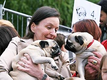 Möpse auf Tuchfühlung: Nora Meixner, die seit vier Jahren die Mops-Treffen organisiert, hatte ihren "Kasperl" (links) dabei. Fotos: Gabi Arnold