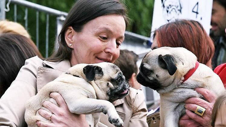 Möpse auf Tuchfühlung: Nora Meixner, die seit vier Jahren die Mops-Treffen organisiert, hatte ihren "Kasperl" (links) dabei. Fotos: Gabi Arnold