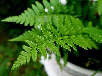 Farn im Topf