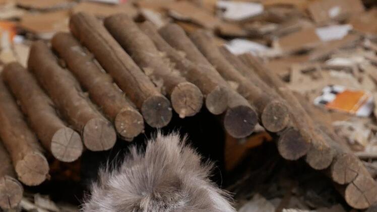 Putzig sieht dieses Meerschweinchen aus. Foto: Manja von Nida