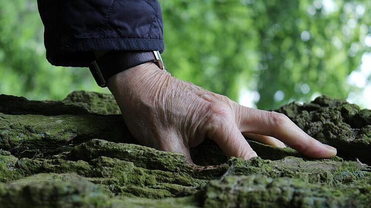 Die Untere Natuschutzbehörde prüft regelmäßig die Naturdenkmäler - oft Eichen wie diese in Nagel bei Oberlangenstadt - und ergreift wenn nötig Schutz- und Pflegemaßnahmen. Anna-Lena Deuerling