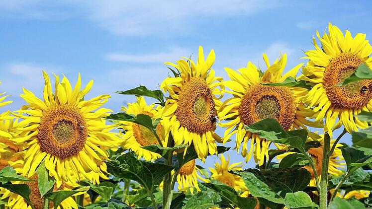 Erst einen Monat ist es her: Dieses Foto von den sonnigen Sonnenblumenfeldern bei Bad Staffelstein sendete uns Hans Schilhabel aus Ebensfeld.