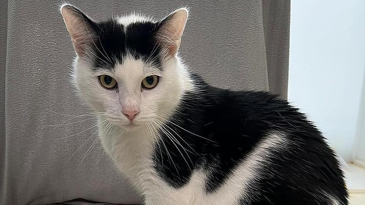 Tierheim Nürnberg: Kater Kiko "versteht die Welt nicht mehr" - Pfleger mit emotionalem Aufruf