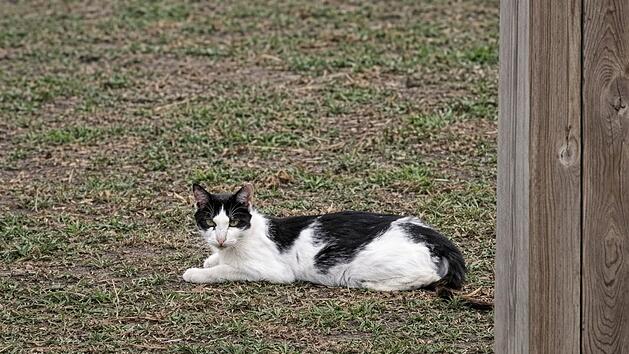 Gro&szlig;eibstadt: Katzen verschwinden - dann landet totes Tier auf Grundst&uuml;ck