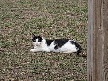 Gro&szlig;eibstadt: Katzen verschwinden - dann landet totes Tier auf Grundst&uuml;ck